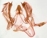 Male genitalia; Richmond County; Jim Petranka.