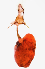 Female genitalia; Madison County; Jim Petranka.