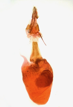 Female genitalia; Madison County; Jim Petranka.