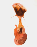 Female genitalia; Madison County; Jim Petranka.