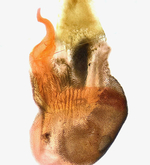 Female genitalia; Madison County; Jim Petranka.