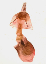 Female genitalia; Madison County; Jim Petranka.