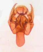 Male genitalia (in situ); Richmond County; Jim Petranka.