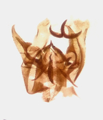 Male genitalia; Richmond County; Jim Petranka.