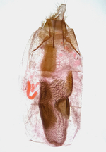 Female genitalia; Wake County; Jim Petranka.