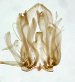 Abdominal plate; Moore County; Jim Petranka.