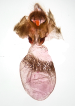 Female genitalia; Richmond County; Jim Petranka.