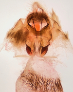 Female genitalia; Richmond County; Jim Petranka.