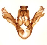 Male genitalia; Cumberland County; Jim Petranka.