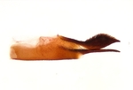 Aedeagus; Cumberland County; Jim Petranka.