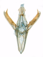 Male genitalia; North Carolina; J.B. Sullivan.