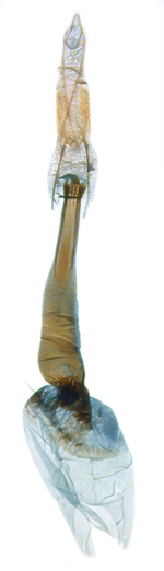 Female genitalia; North Carolina; J.B. Sullivan.