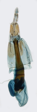 Male genitalia; North Carolina; J.B. Sullivan.