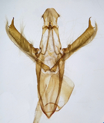 Male genitalia; Craven County; Jim Petranka.