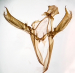 Male genitalia; Craven County; Jim Petranka.