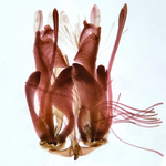 Modified scale brushes (8th abdominal segment); Craven County; Jim Petranka.