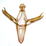 Male genitalia; Craven County; Jim Petranka.