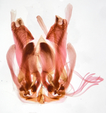 Modified scale brushes (8th abdominal segment); Craven County; Jim Petranka.