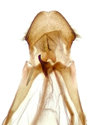 Male genitalia; Craven County; Jim Petranka. 