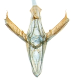 Male genitalia; North Carolina; J.B. Sullivan.