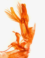 Male genitalia (lateral view); Madison County; Jim Petranka.