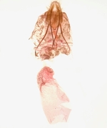 Female genitalia; Richmond County; Jim Petranka.