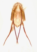 Female genitalia; Richmond County; Jim Petranka.