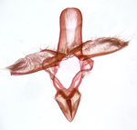 Male genitalia; Richmond County; Jim Petranka.