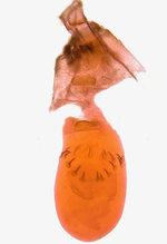 Female genitalia; Madison County; Jim Petranka.