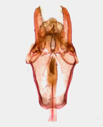 Male genitalia; Richmond County; Jim Petranka.