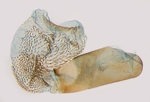 Aedeagus; North Carolina; J.B. Sullivan.