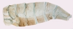 Female pelt; North Carolina; J.B. Sullivan.