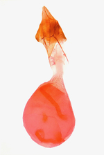 Female genitalia; Madison County; Jim Petranka.