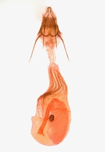 Female genitalia; Madison County; Jim Petranka.
