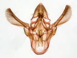 Male genitalia; Madison County; Jim Petranka.