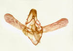 Male genitalia; Richmond County; Jim Petranka.