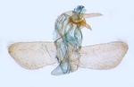 Male genitalia; North Carolina; J.B. Sullivan.
