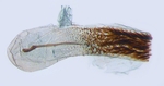 Aedeagus; North Carolina; J.B. Sullivan.