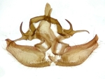 Male genitalia; Madison County; Jim Petranka.