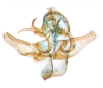 Male genitalia; North Carolina; J.B. Sullivan.