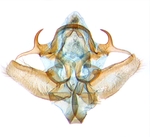 Male genitalia; North Carolina; J.B. Sullivan.