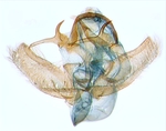 Male genitalia; North Carolina; J.B. Sullivan.
