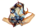 Male genitalia; North Carolina; J.B. Sullivan.