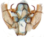 Male genitalia; North Carolina; J.B. Sullivan.