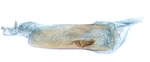 Aedeagus; North Carolina; J.B. Sullivan.