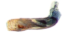 Aedeagus; North Carolina; J.B. Sullivan.