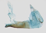 Aedeagus; North Carolina; J.B. Sullivan.