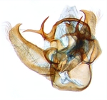 Male genitalia; North Carolina; J.B. Sullivan.
