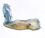 Aedeagus; North Carolina; J.B. Sullivan.