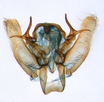 Male genitalia; North Carolina; J.B. Sullivan.